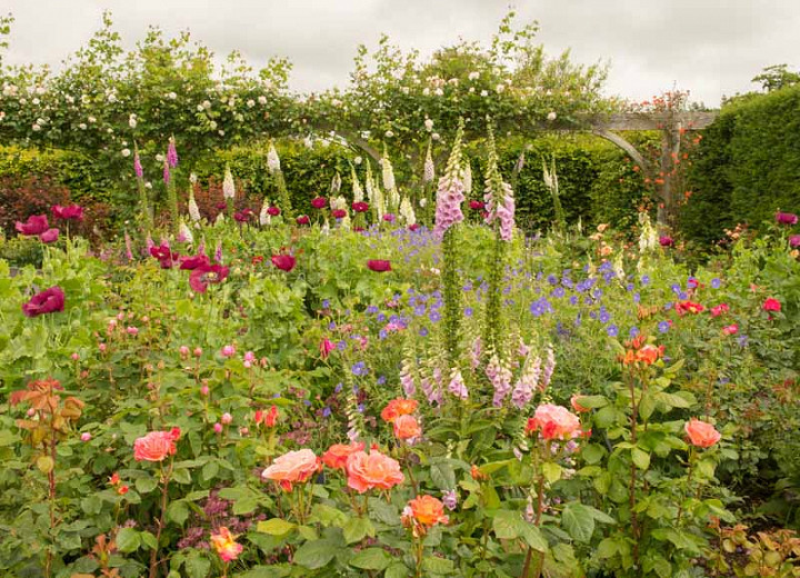 Image of Roses and foxgloves
