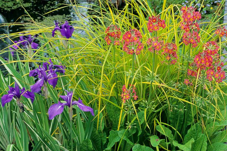 A Fabulous Plant Combination for Wet Soils Water Iris, Carex and