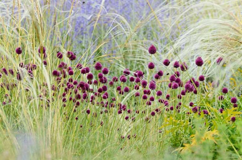 A Low Maintenance Summer Idea For Your Borders With Bulbs Perennials Grasses