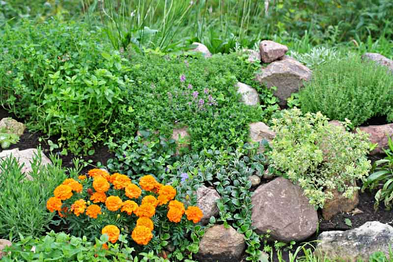 Flowers and Herbs for a Rock Garden