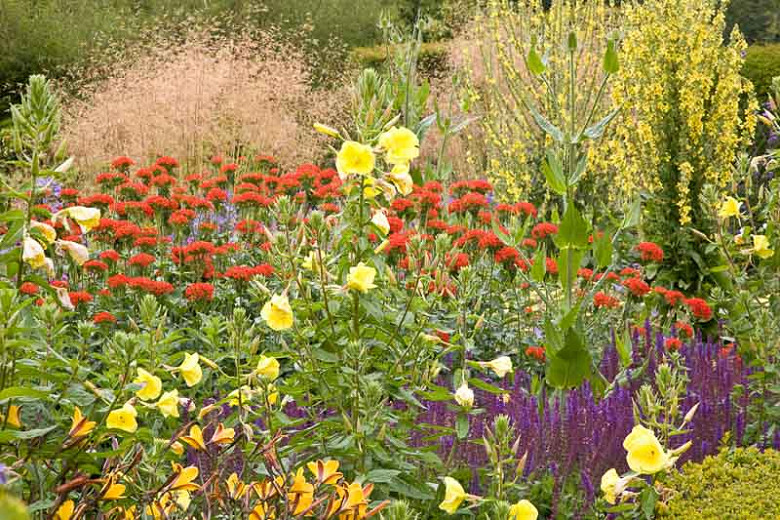 A Colorful Summer Border Idea with EasytoGrow Plants