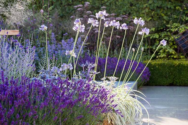 ironie sofa Zielig A Lovely Mediterranean Border with Lavender and Lilies of the Nile