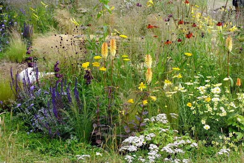 A Prairie Planting Idea With Easy Care Annuals And Perennials