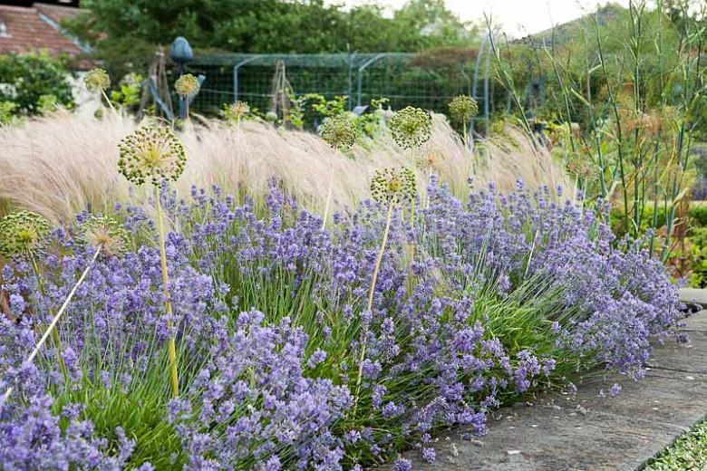 A Charming Border Idea with Allium, Nepeta &amp; Grasses
