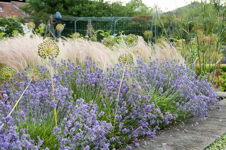 Image of Catmint and ornamental grasses companion plants