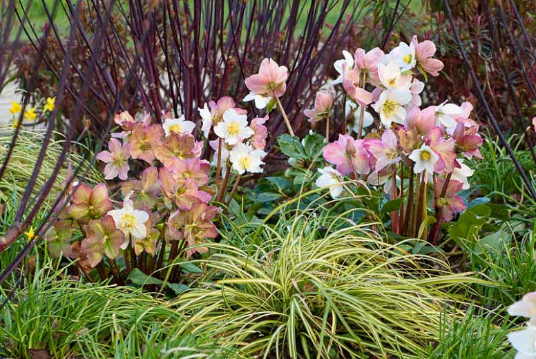Image of Hellebores and sedges