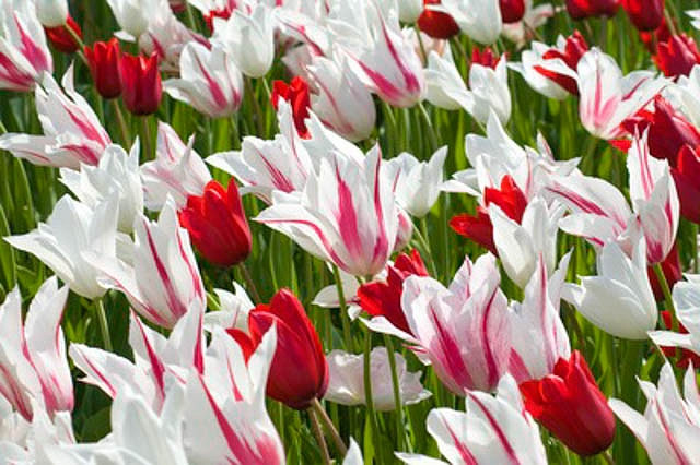 A Jaw-Dropping Border Idea for Your Late Spring Garden