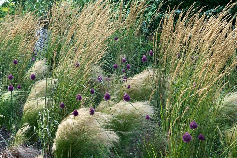 Image of Mexican feather grass and agastache