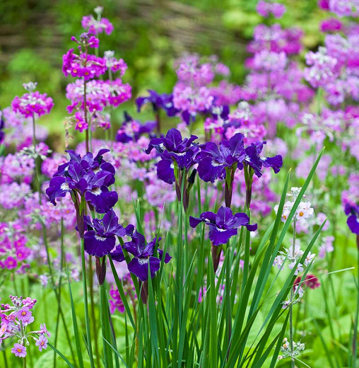 A Fabulous Plant Combination for Wet Soils Candelabra Primroses and