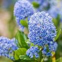 Auf welche Faktoren Sie als Käufer bei der Auswahl bei Ceanothus trewithen blue Acht geben sollten