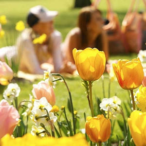 Fosteriana tulips, Fosteriana Tulips, Spring Bulbs, Spring Flowers, Tulip Red Emperor, Tulip Orange Emperor, Tulip Purissima, Tulip Yellow Purissima, Tulip Madame Lefeber,bulbs Design, Garden Ideas