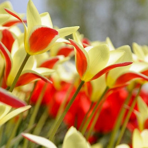 Tulipa batalini,Tulipa humilis,Tulipa bakeri,Tulipa clusiana,Tulipa chrysantha, Tulipa dasystemon,Tulipa hageri,Tulipa sylvestris,Tulipa turkestanica