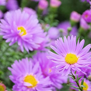 Aster Novi-Belgii, New York Aster, Michaelmas Daisy, Symphyotrichum novi-belgii, Fall perennials, Purple flowers, Pink flowers