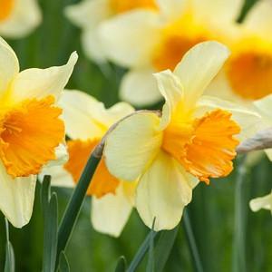 Narcissus Poeticus Group