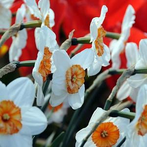 Small-Cupped Narcissus, Small Cupped Daffodil, Daffodil Aflame, Daffodil Amor,Daffodil 'Barrett Browning', Spring bulbs, Spring Blooms,
