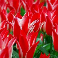 Greigii Tulips, Tulip Ali Baba, Tulip cape Cod, Tulip Toronto, Tulip Pinocchio, Tulip Sweet Lady, bulbs Design, Spring Bulbs, Spring Flowers, Summer Bulbs, Fall Fulbs, Landscaping Design, Garden Ideas