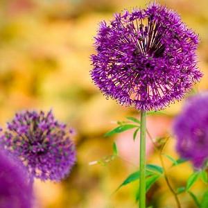 Alliums, Ornamental Onion, Allium, Purple Flower, Spring Bulbs, Spring Flowers, Tall Alliums, Short Alliums