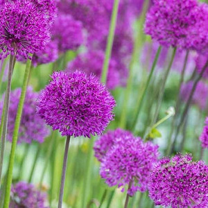 Alliums, Ornamental Onion, Allium, Purple Flower, Spring Bulbs, Spring Flowers, Tall Alliums, Short Alliums