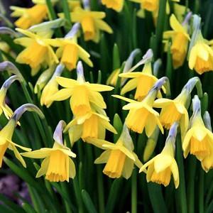 Daffodils, Narcissi, Spring Bulbs, Daffodil Types, Narcissus types, Narcissus Groups, Narcissus Divisions, Daffodils Divisions