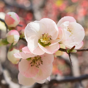 Japanese Quince, Flowering Quince, Chaenomeles speciosa, Chaenomeles x superba, Early Spring Flowers