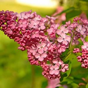 Syringa Vulgaris Yankee Doodle Lilac