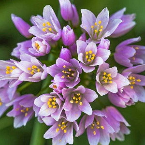 Alliums, Ornamental Onion, Allium, Purple Flower, Spring Bulbs, Spring Flowers, Alliums for rock gardens,