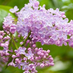 Syringa vulgaris, Common Lilac, Flowering Shrubs, Fragrant Shrubs,  Spring Flowers, Blue Flowers, Lilac Flowers, Purple Flowers, Pink Flowers, White Flowers