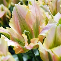 Viridiflora Tulips, Spring Bulbs, Spring Flowers, Tulip Spring Green,  Tulip Artist, Tulip Esperanto, Tulip Groenland, Tulip Greenland, Tulip China Town