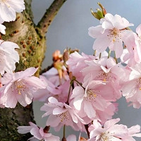 Prunus x subhirtella, Higan Cherry, Winter-Flowering Cherry, Spring Cherry, Rosebud Cherry, Spring flowers, White flowers, Pink flowers, fragrant flowers