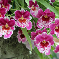 Miltoniopsis, Pansy Orchids, Easy to grow Orchids, Home Orchids