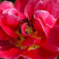 Double Early Tulips, Spring Bulbs, Spring Flowers, Abba, Peach Blossom, Queen of Marvel, Willem of Orange, bulbs Design, Spring Bulbs, Summer Bulbs, Fall Fulbs, Landscaping Design, Garden Ideas
