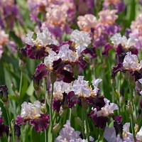 Bearded Irises, Tall Bearded irises, Intermediate Bearded irises, Iris Germanica best cultivars, Bearded iris information, Bearded iris design ideas, Bearded iris best cultivars
