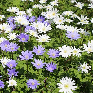 Anemone Blanda, Grecian Windflower, Wood Anemone, Spring Bulbs, Spring Flowers, Anemone Blanda White Splendour, Anemone Blanda Blue shades, Bulbs Design, Spring Bulbs, Fall Bulbs, Landscaping Design, Garden Ideas,