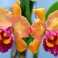 Cattleya, Corsage Orchids, Queen of Orchids, Fragrant Orchids, Easy to grow Orchids,