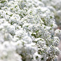 Lobularia information, Sweet Alyssum information, Heat tolerant plants, Fragrant plants, Lobularia Snow Princess, Lobularia Easter Bonnet, Lobularia Wonderland