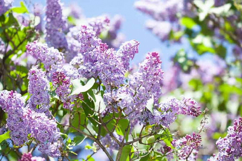 Syringa vulgaris, Common Lilac, Flowering Shrubs, Fragrant Shrubs,  Spring Flowers, Blue Flowers, Lilac Flowers, Purple Flowers, Pink Flowers, White Flowers