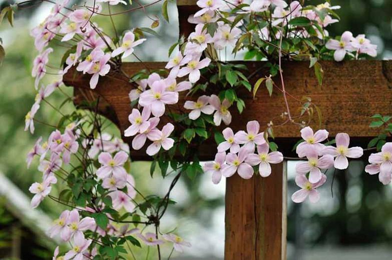 Does clematis montana flower twice