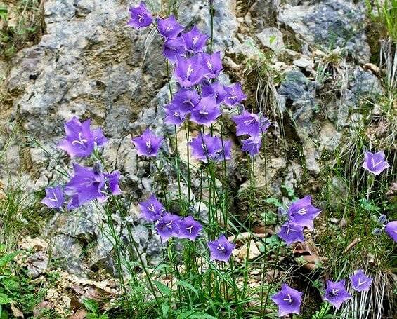 campanula toxic to dogs