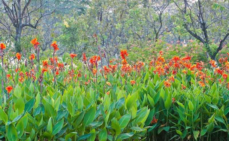 Canna lily garden plants