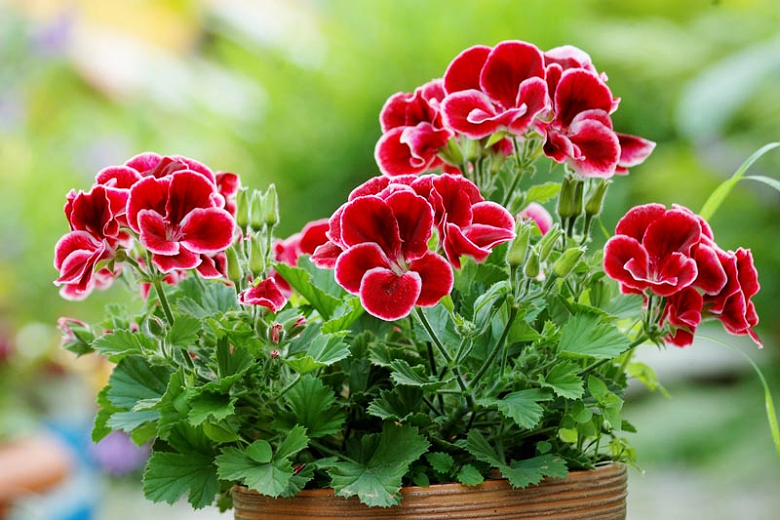 Pelargonium (Geranium) the colorful burst your garden needs!
