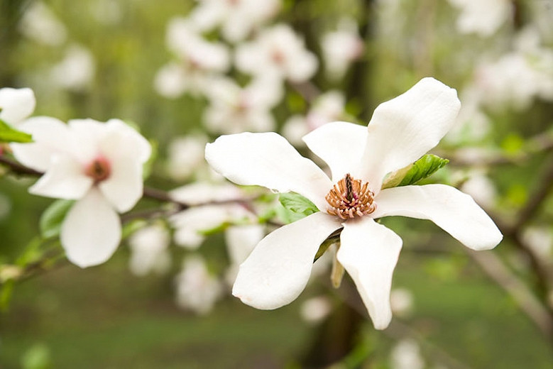 Anise Magnolia (Magnolia salicifolia)