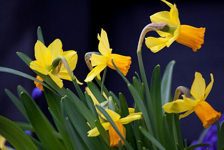 Narcissus Cyclamineus, Miniature Daffodil, Cyclamen-Flowered Daffodil, Cyclamen Daffodil, Spring Bulbs, Spring Flowers, Daffodils, Daffodil Jetfire, Daffodil Jack Snipe, Daffodil Peeping Tom, Narcissus Jetfire, Narcissus Jack Snipe, Narcissus Peeping Tom,