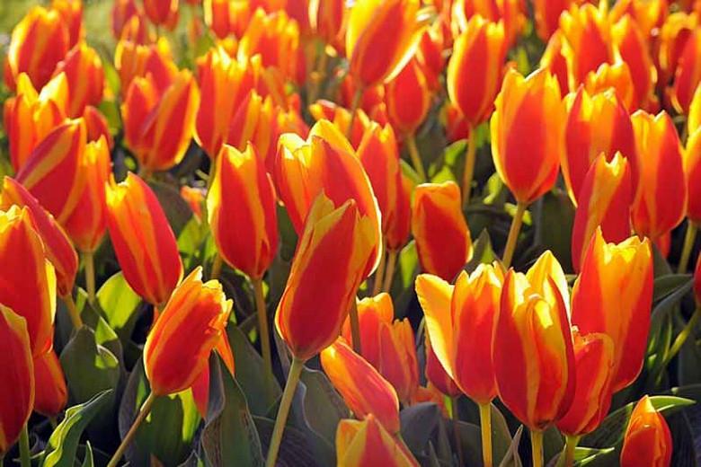Greigii Tulips, Tulip Ali Baba, Tulip cape Cod, Tulip Toronto, Tulip Pinocchio, Tulip Sweet Lady, bulbs Design, Spring Bulbs, Spring Flowers, Summer Bulbs, Fall Fulbs, Landscaping Design, Garden Ideas