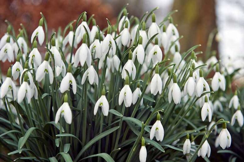 Galanthus (Snowdrops)