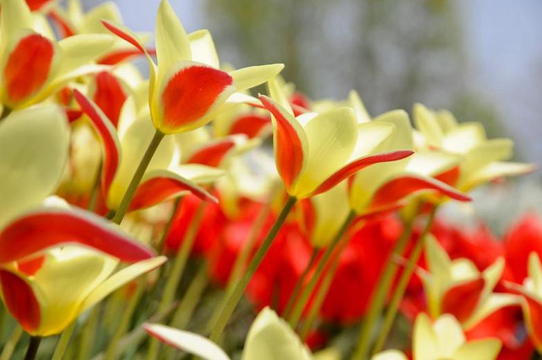 Botanical Tulips