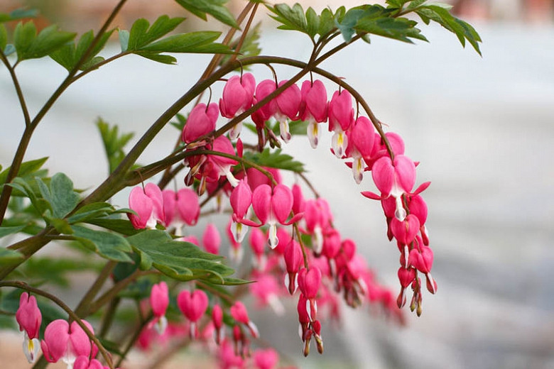Image of Dicentra flower