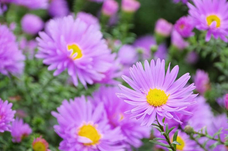 Aster Novi-Belgii, New York Aster, Michaelmas Daisy, Symphyotrichum novi-belgii, Fall perennials, Purple flowers, Pink flowers