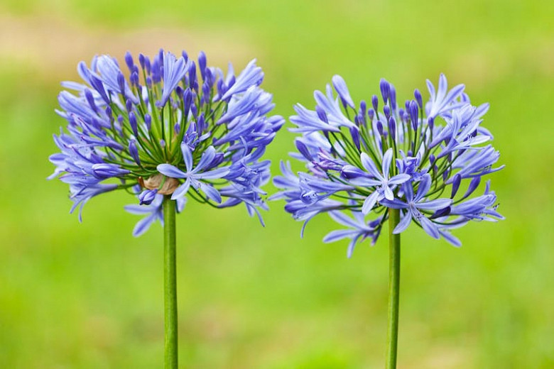 Image of Agapanthus (African lily) flower
