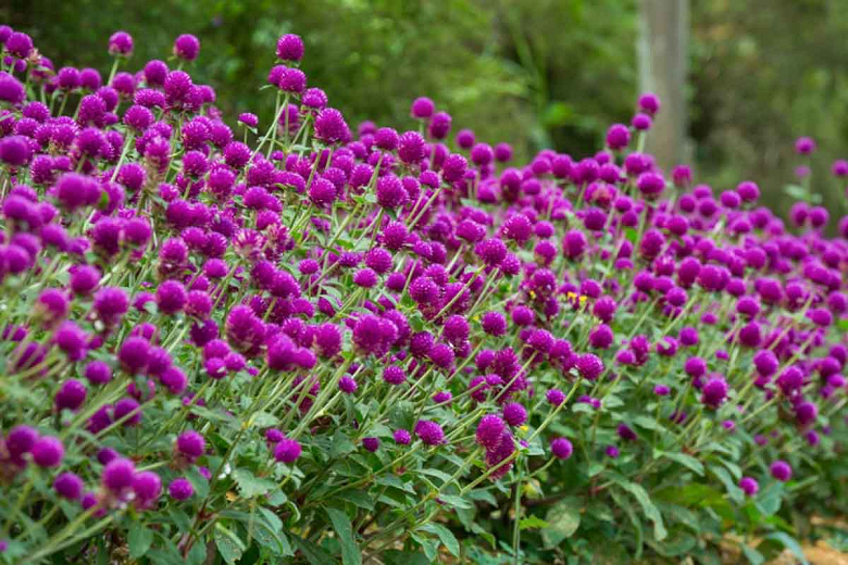 Image of Globe Amaranth purple annuals