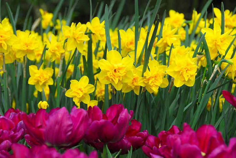 Double Narcissus, Double Daffodil, Double Daffodils, Double Narcissi, Spring Flowers, Spring Bulbs, Narcissus Cheerfulness, Narcissus Tahiti, Narcissus Bridal crown, Narcissus Yellow Cheerfulness, Spring bloom